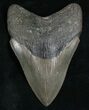 Serration Georgia Megalodon Tooth #5202-1